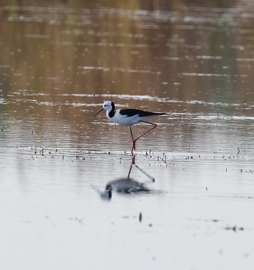 Pied Stilt - Peter Seubert