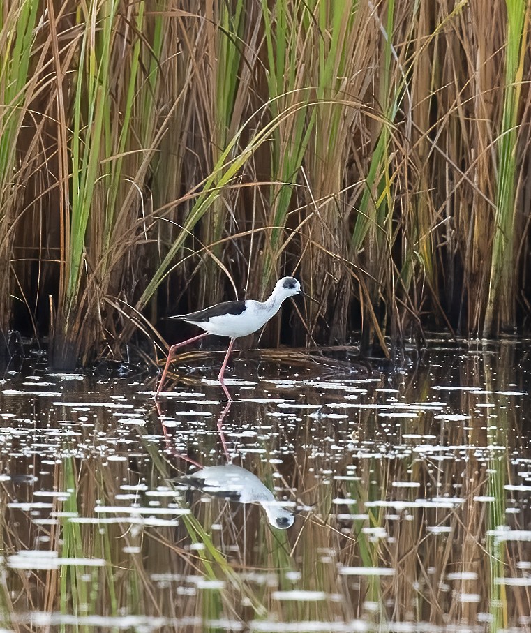 Pied Stilt - Peter Seubert