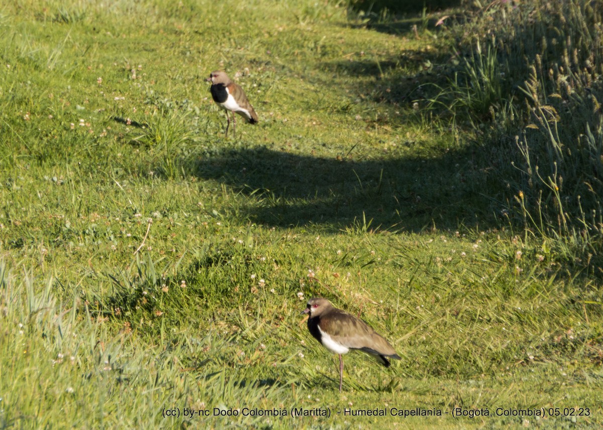 Southern Lapwing - ML531979331