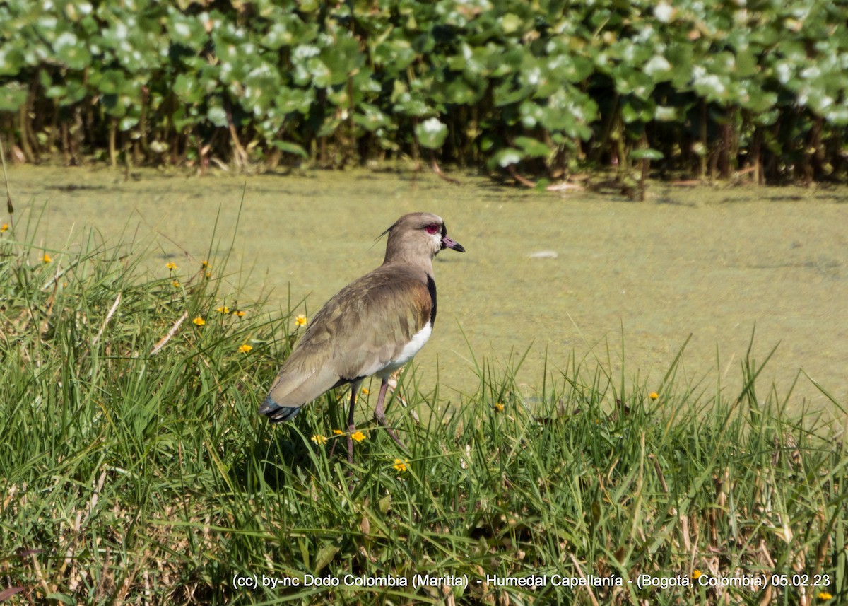 Southern Lapwing - ML531979341