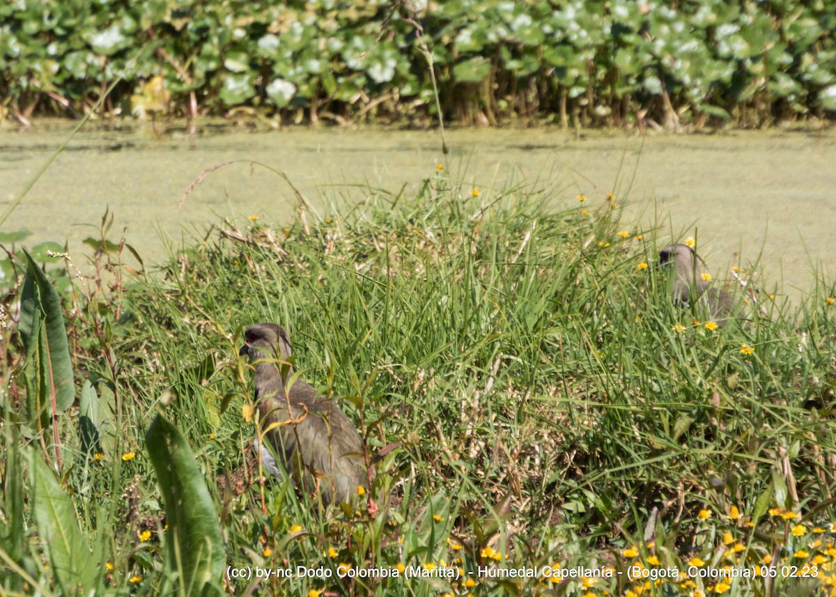 Southern Lapwing - ML531979351