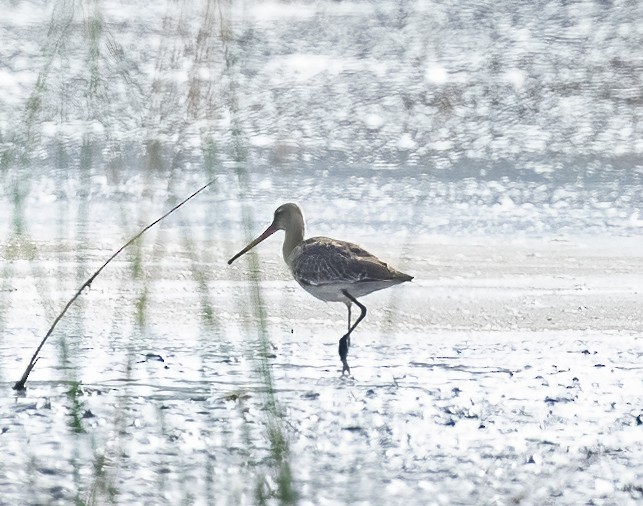 Black-tailed Godwit - ML531979741