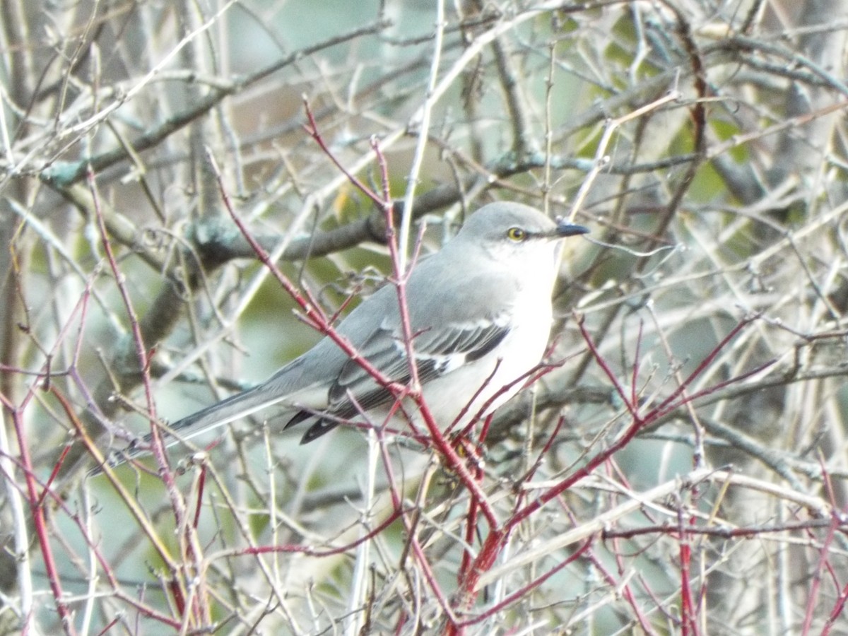 Northern Mockingbird - don pierce