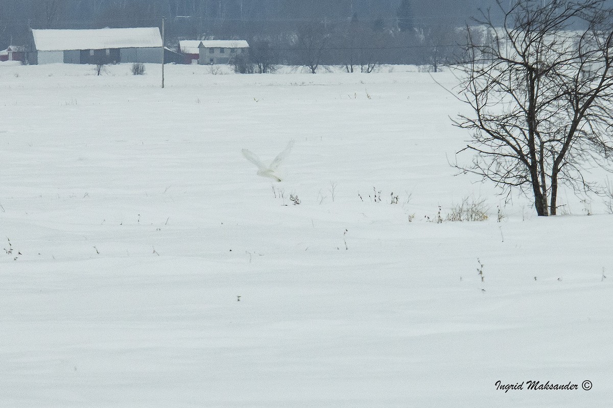 Snowy Owl - ML531981851