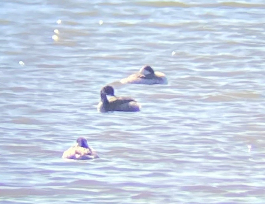 Eared Grebe - ML531982911