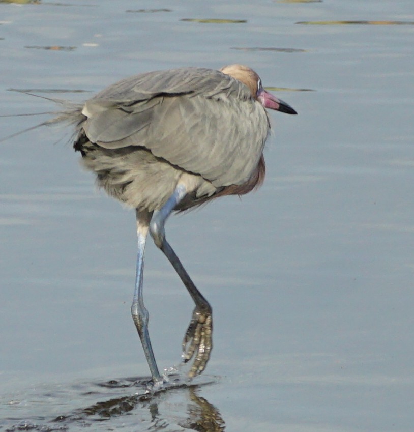 Reddish Egret - ML531983391