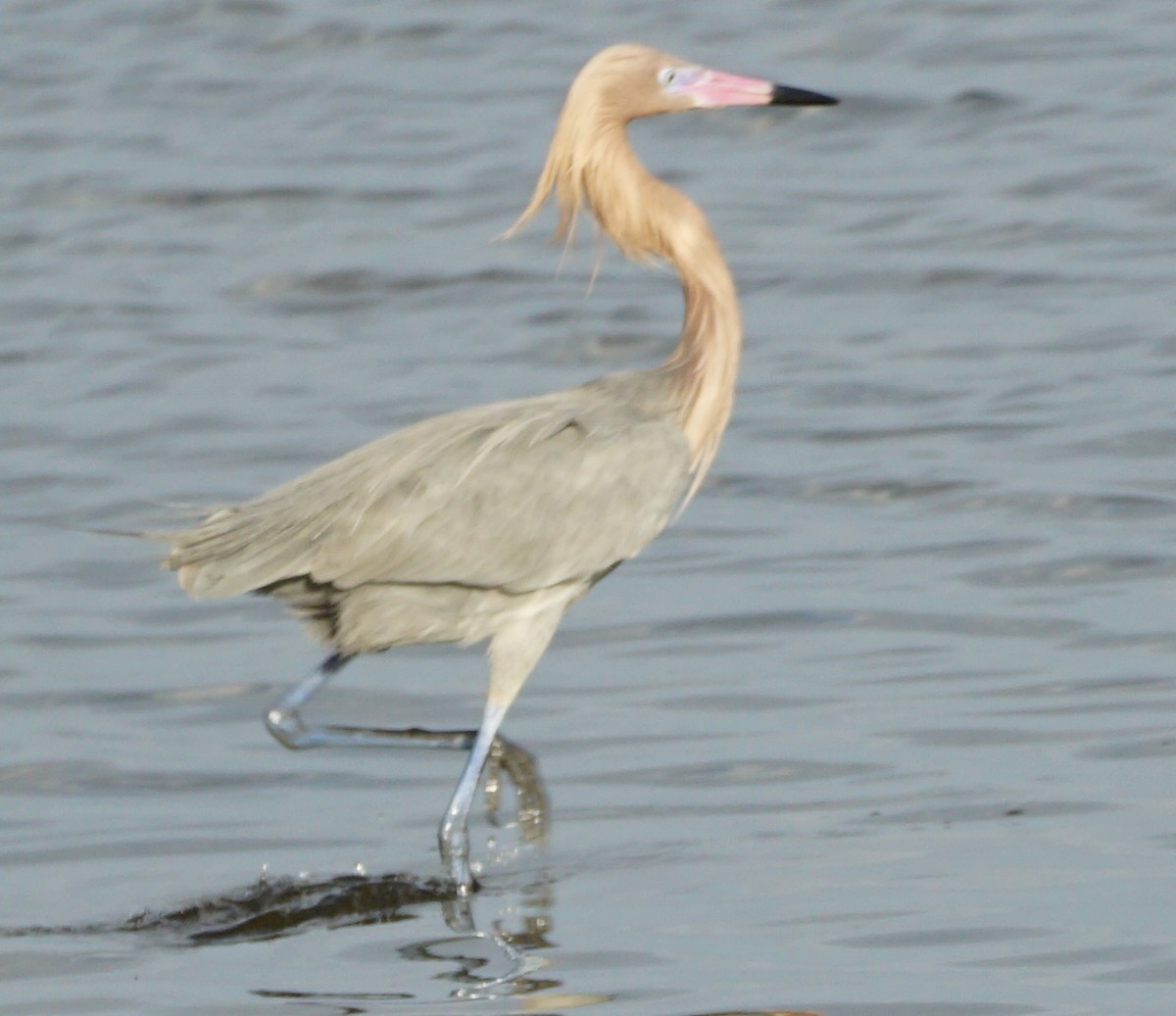 Reddish Egret - ML531984261