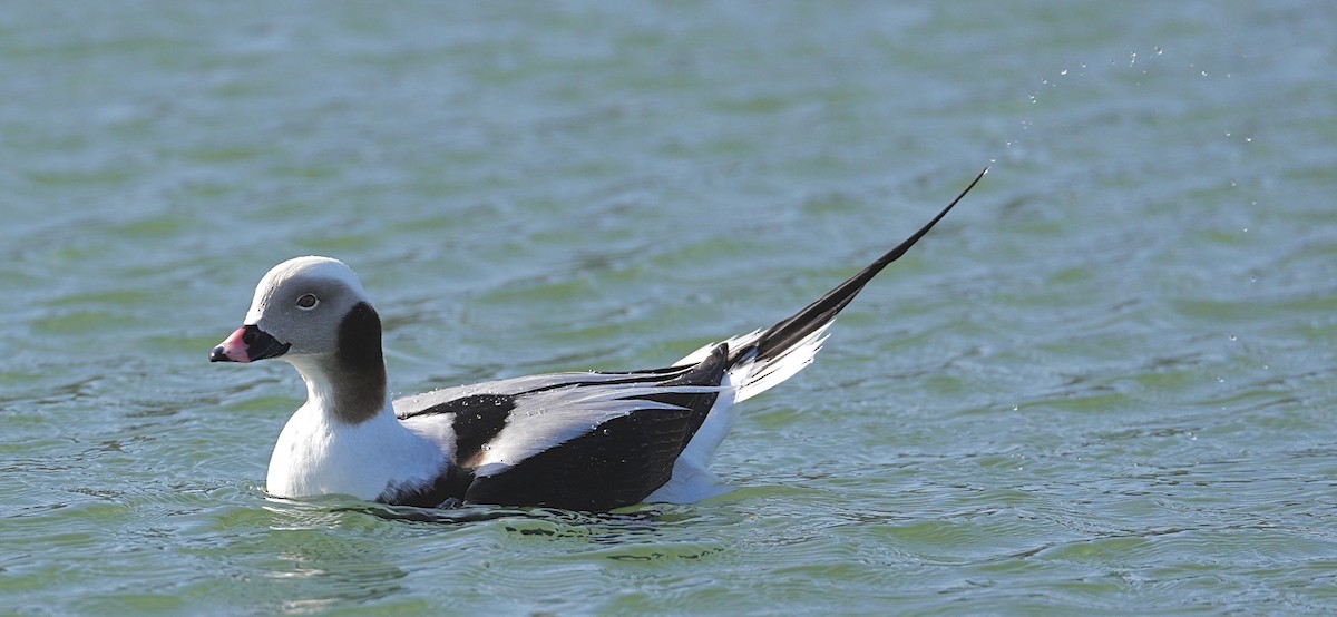 Long-tailed Duck - Donald Estep