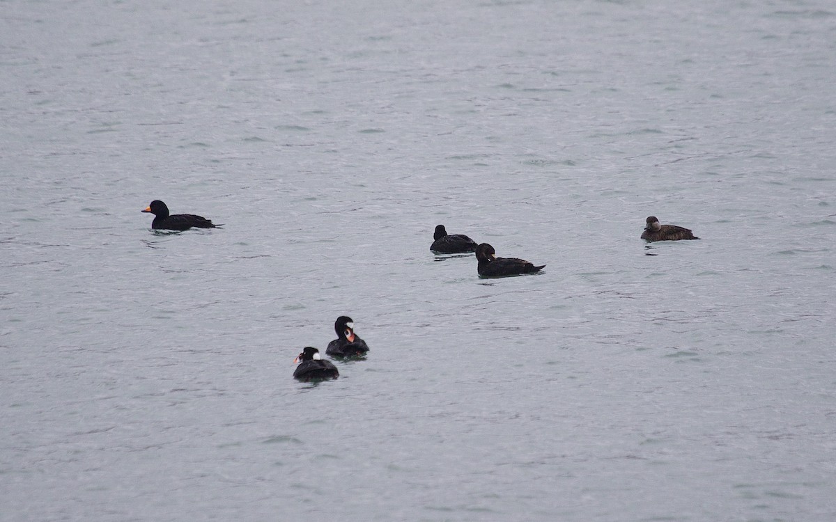 Black Scoter - Mary Keleher