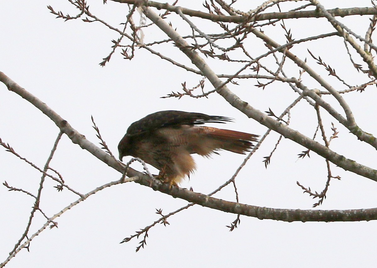 Red-tailed Hawk - ML531984781