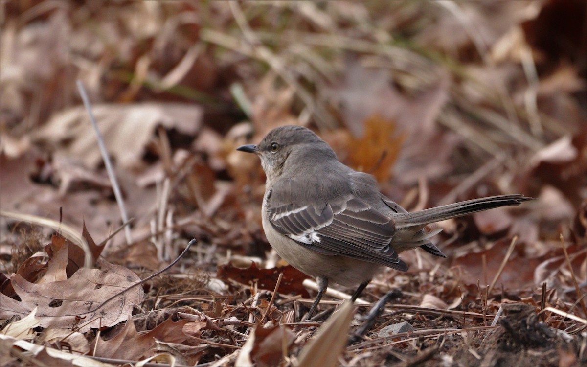 Northern Mockingbird - ML531985401