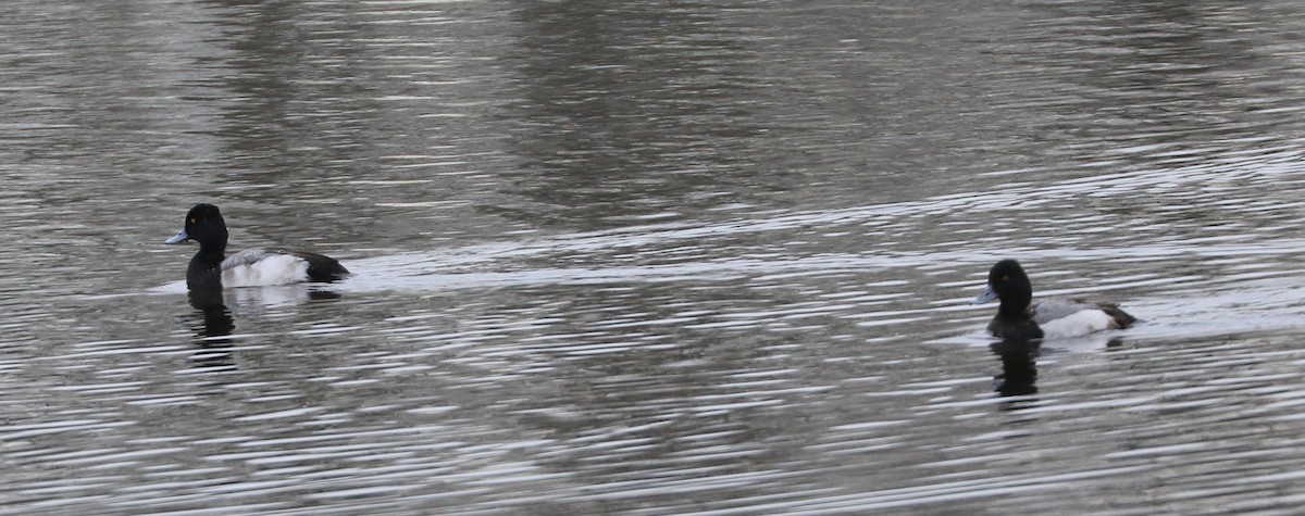 Lesser Scaup - ML531985651