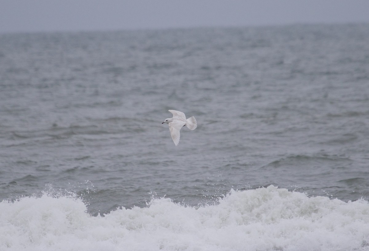 Iceland Gull (kumlieni/glaucoides) - ML53198581