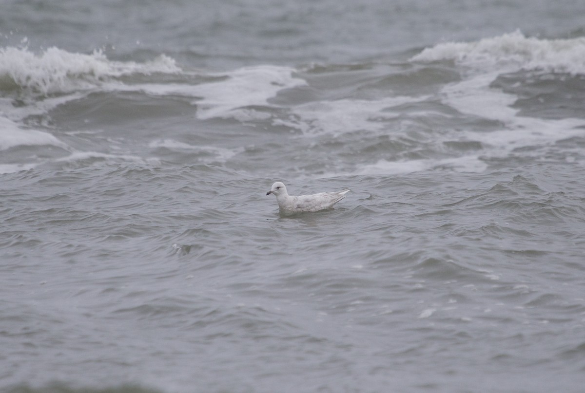 Iceland Gull (kumlieni/glaucoides) - ML53198591