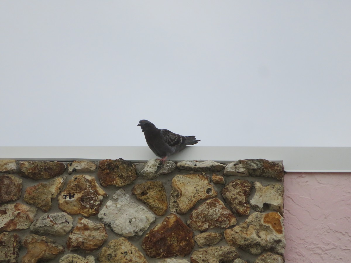 Rock Pigeon (Feral Pigeon) - ML531986431