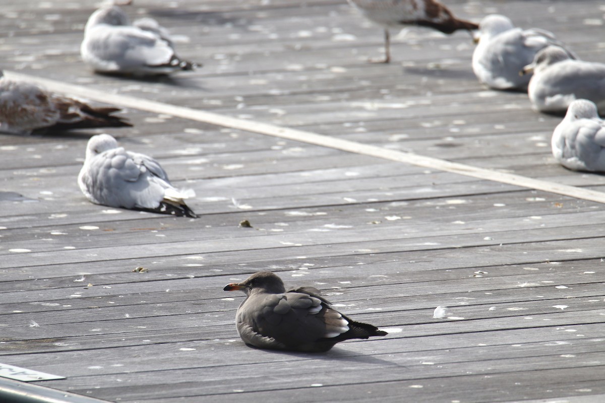 Heermann's Gull - ML531986721
