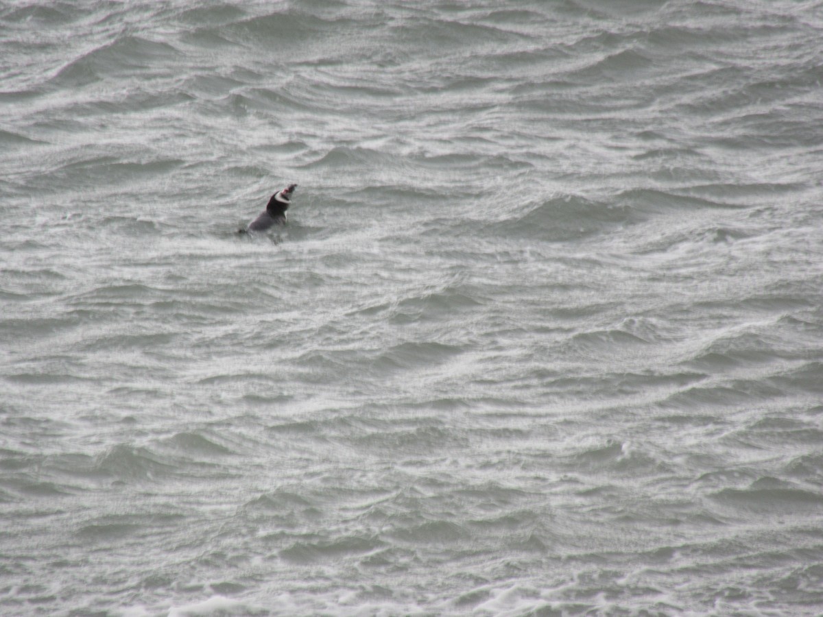 Magellanic Penguin - ML531986991