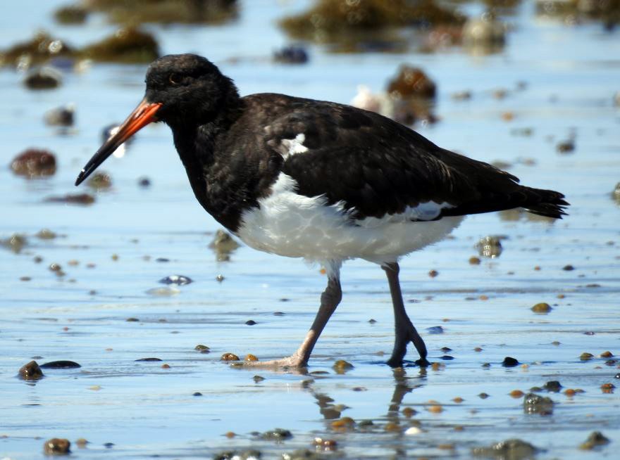 Magellanic Oystercatcher - ML531987291