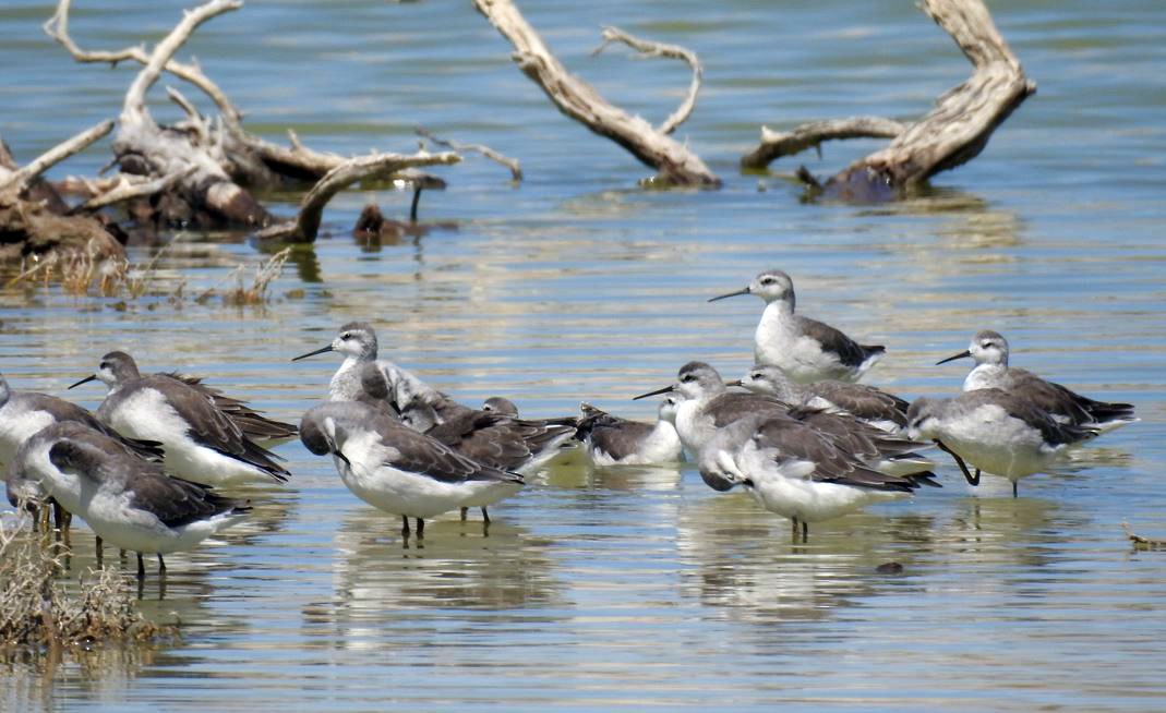 Wilson's Phalarope - ML531987531