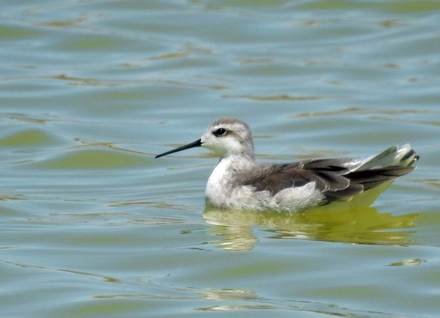 Wilson's Phalarope - ML531987541