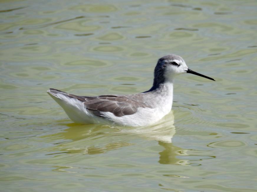 lyskonoh dlouhozobý - ML531987551