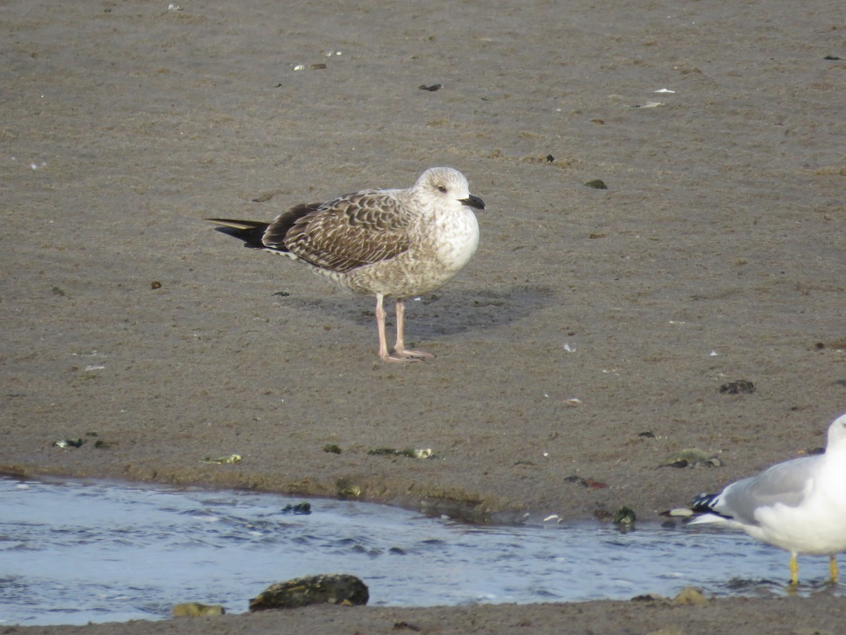 Lesser Black-backed Gull - ML531987761