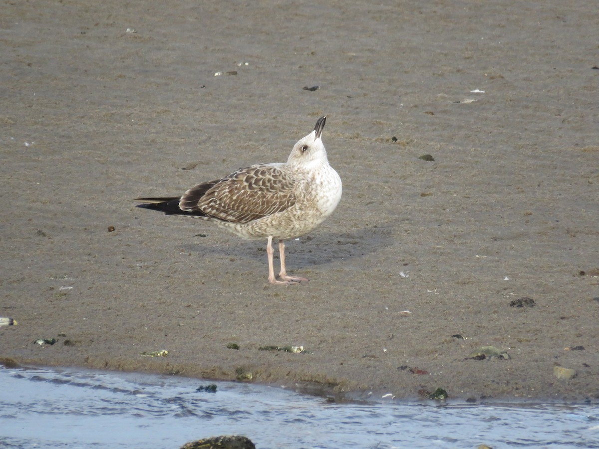 Lesser Black-backed Gull - ML531987771