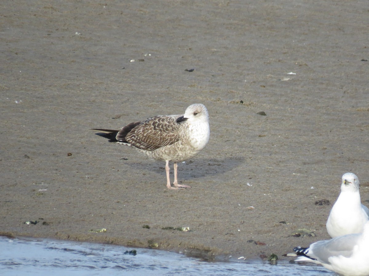 Lesser Black-backed Gull - ML531987781