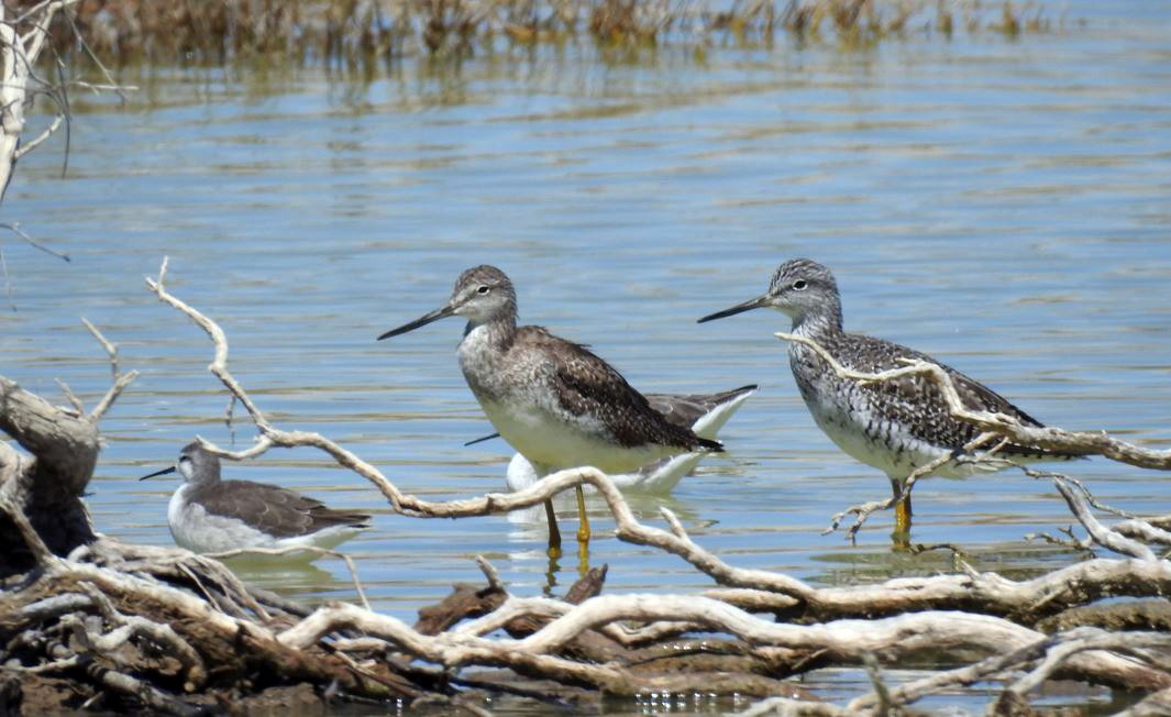 Greater Yellowlegs - ML531987851