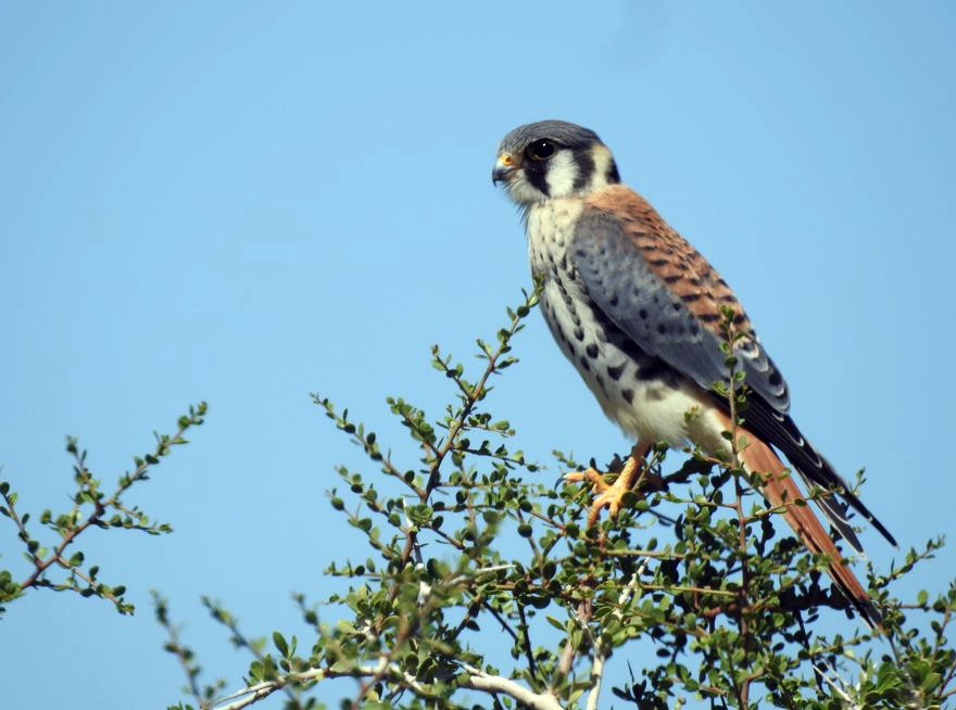 poštolka pestrá - ML531987981