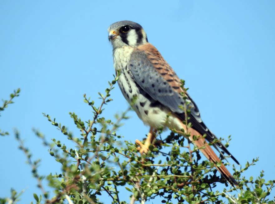 American Kestrel - ML531987991