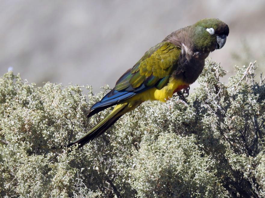 Burrowing Parakeet - ML531988071