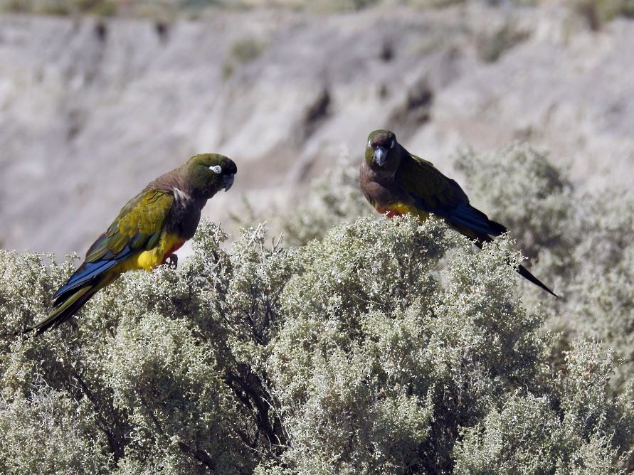 Conure de Patagonie - ML531988081