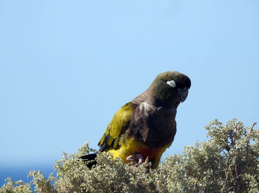 Patagonya Papağanı - ML531988091