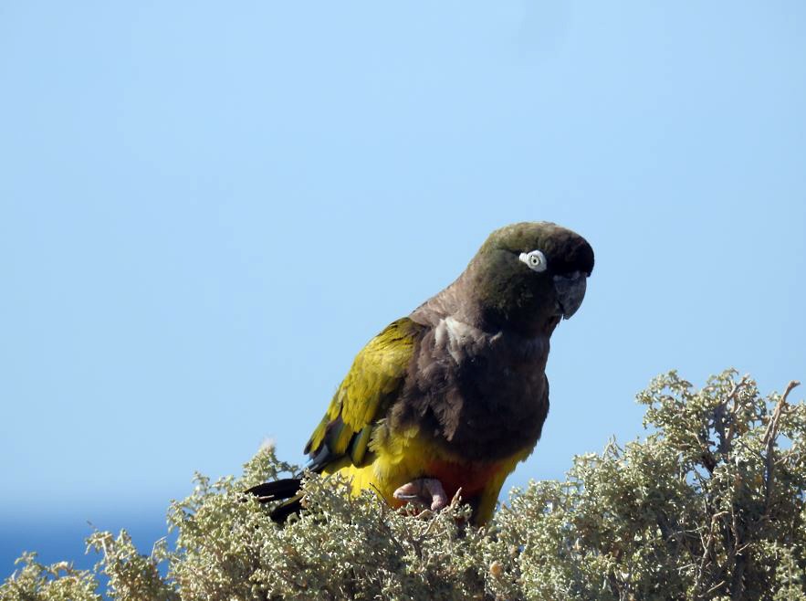 Conure de Patagonie - ML531988091