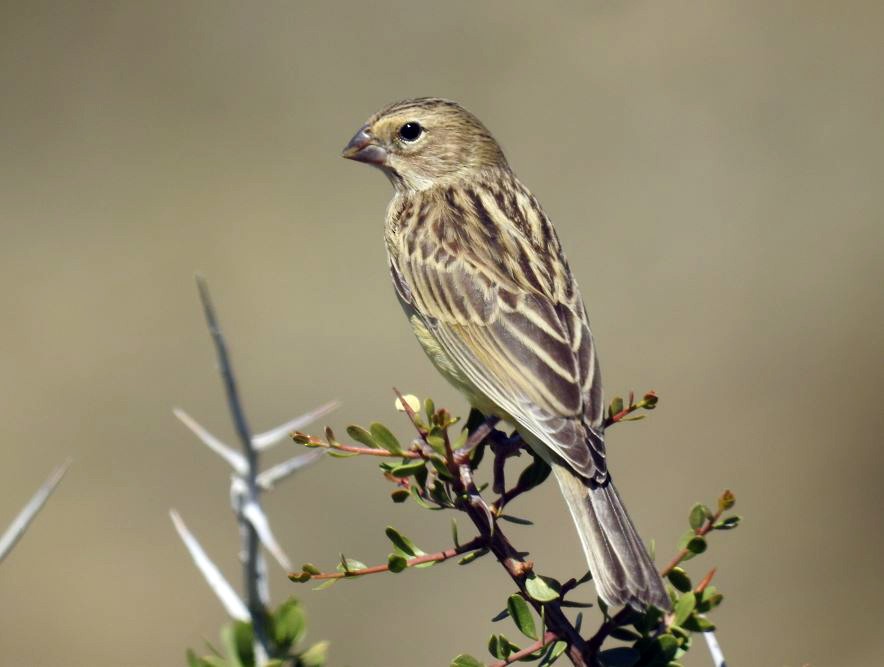 Grassland Yellow-Finch - ML531988201