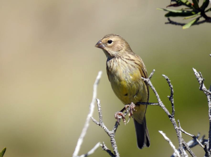 Grassland Yellow-Finch - ML531988211