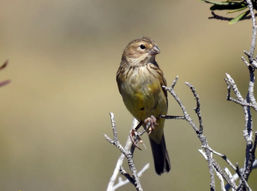 Grassland Yellow-Finch - ML531988221