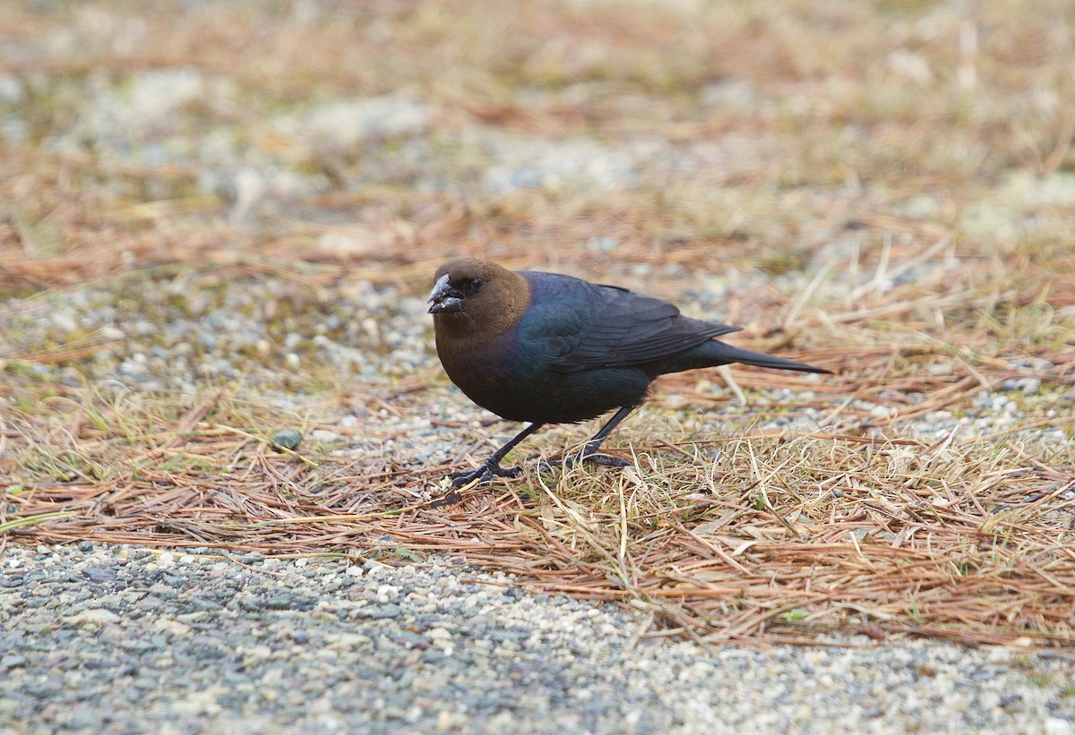 Brown-headed Cowbird - ML53198831