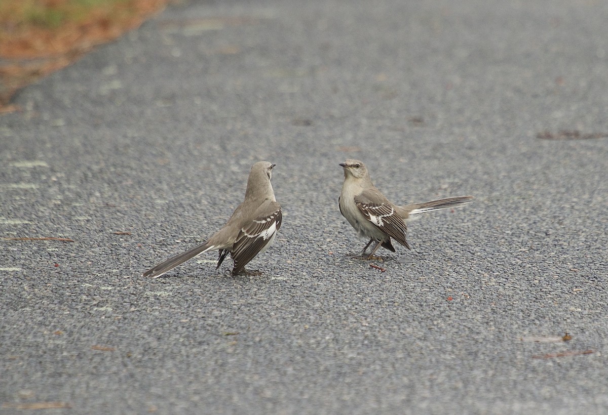 Northern Mockingbird - ML53198901