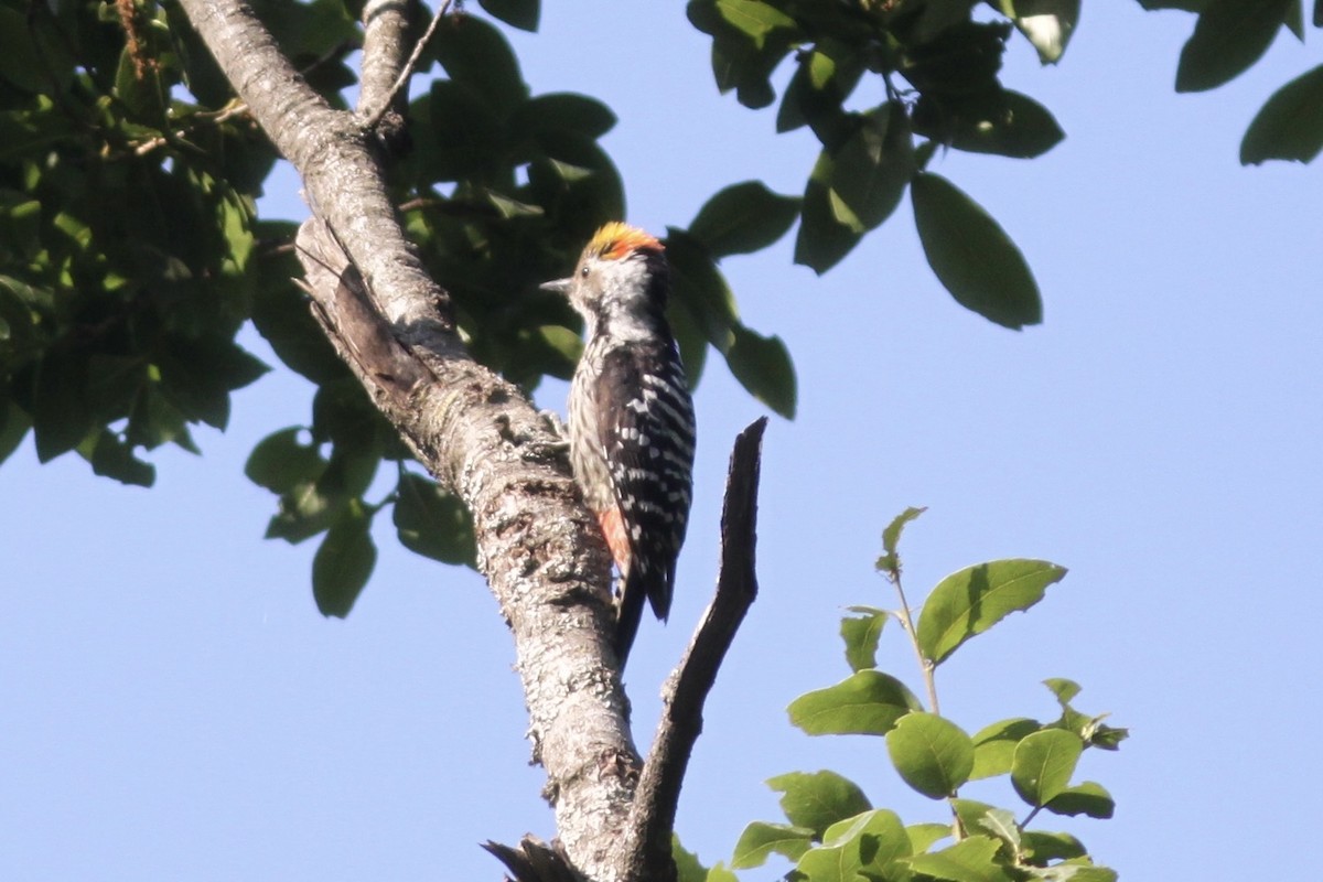 Brown-fronted Woodpecker - ML531989121