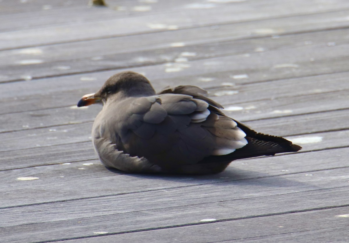 Heermann's Gull - ML531989261