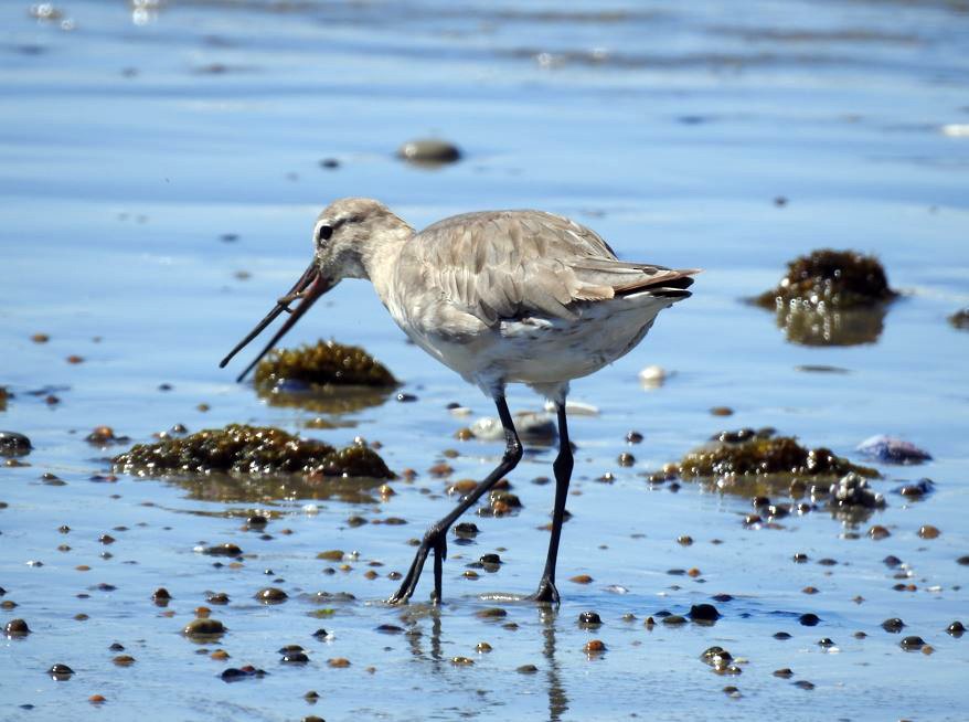 Hudsonian Godwit - ML531989301