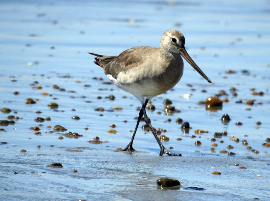 Hudsonian Godwit - ML531989311