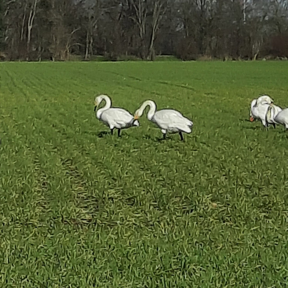 Whooper Swan - ML531989431