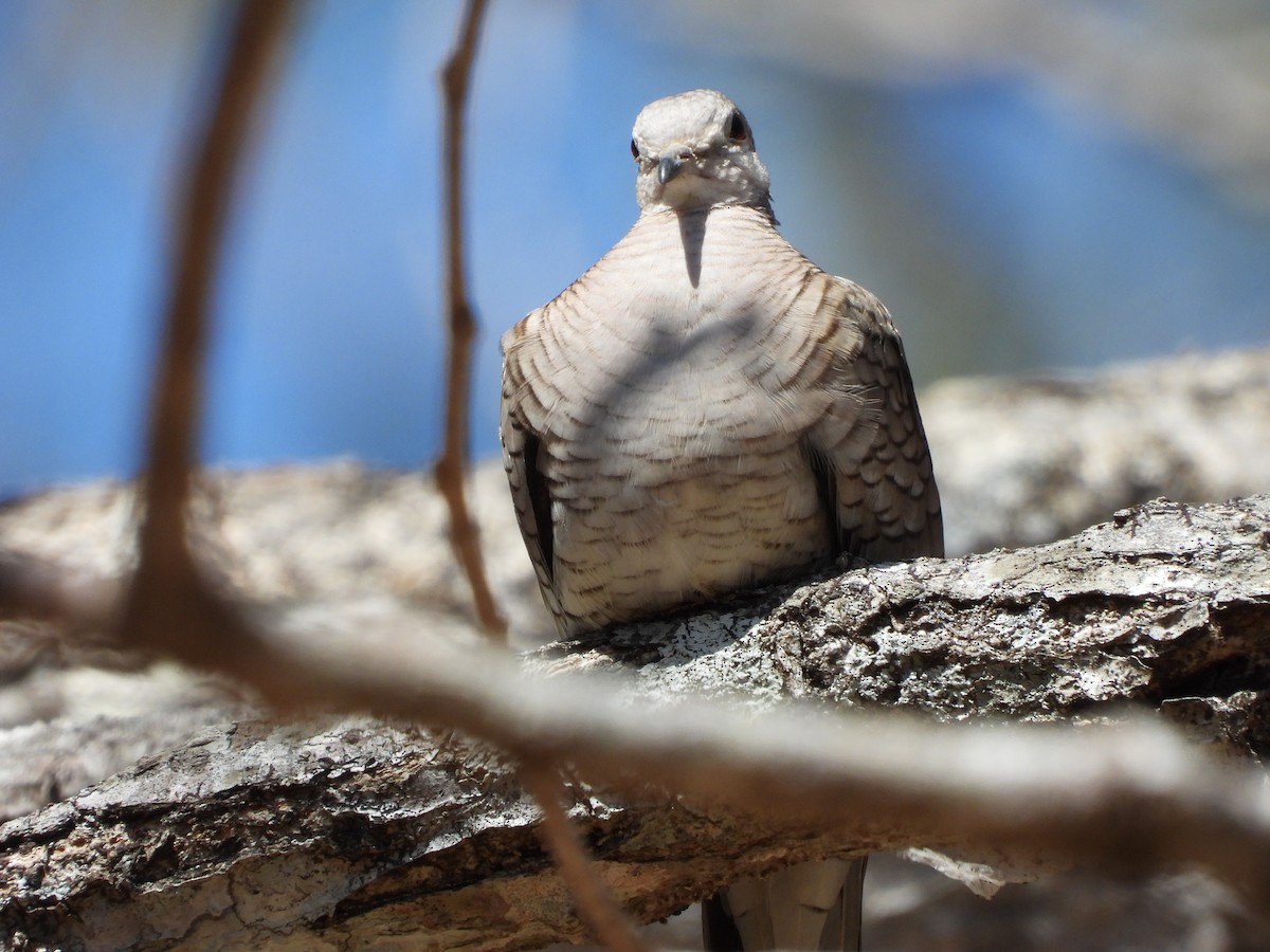 Inca Dove - ML531990531