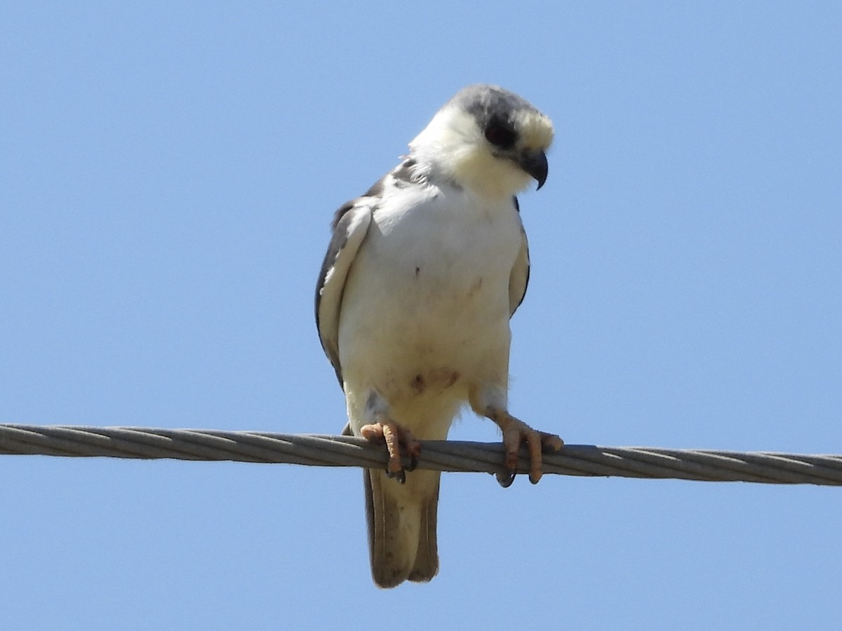 Pearl Kite - ML531990721