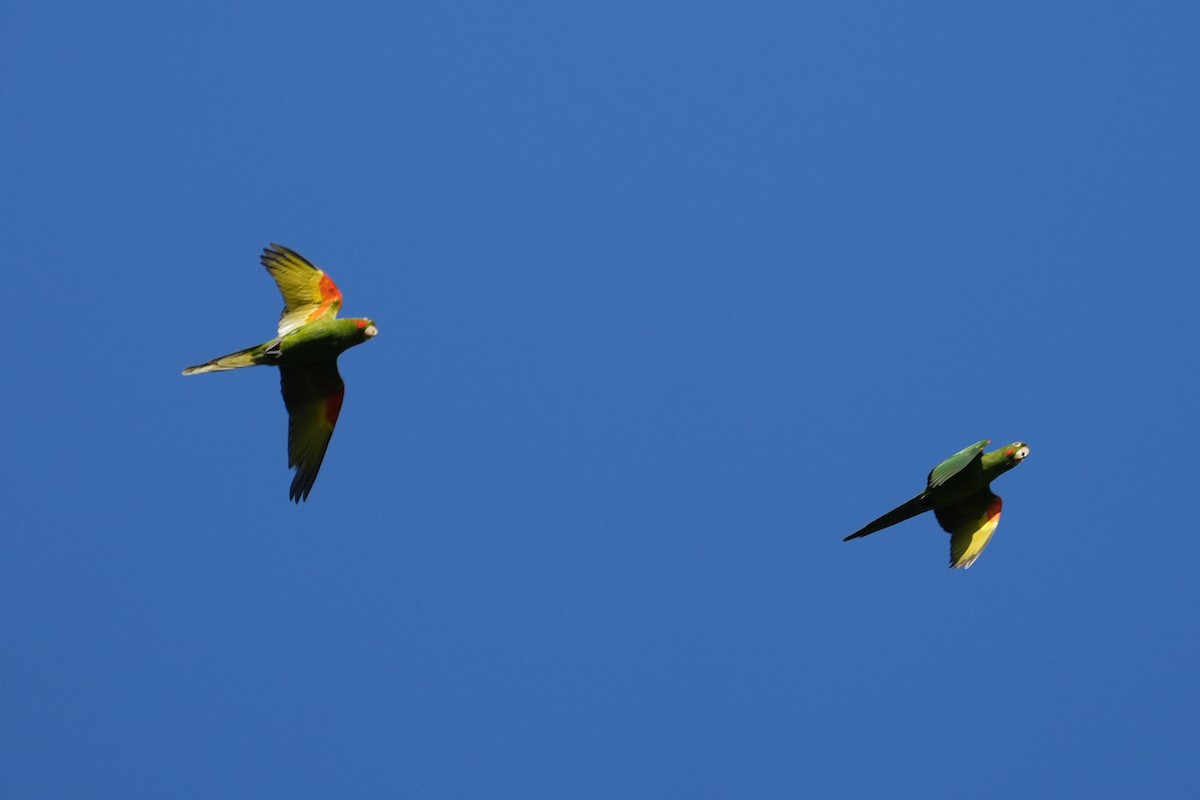 White-eyed Parakeet - Richard Edden