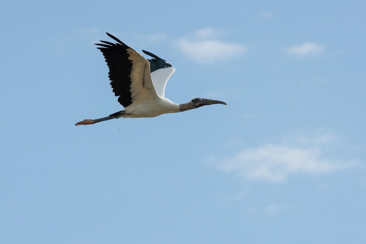 Wood Stork - ML531992151