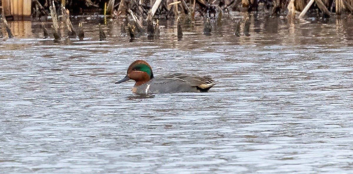 Green-winged Teal - ML531994911